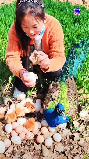 Meet the Rare Congo Peafowl : The Peacock You’ve Never Seen #peafowl #peacock #congo