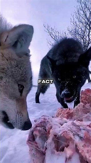 Wolves vs Guardian Dogs: The Hidden Difference