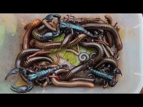 Catch Most Beautiful Millipedes Small African, Giant African, Venomous Scorpion | Small World