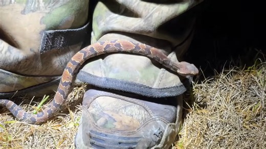 They spent 4 hours hunting pythons in the dark then found something unexpected