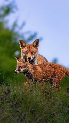 An night with the foxes #naturelovers #norfolk #fox #cubs