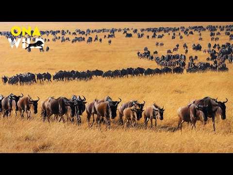 AFRICA UNLEASHED LIVE | Deadly Predators, Giants & The Great Migration | Nature Animal Documentary