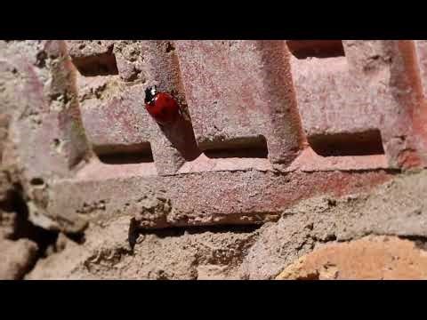 Unwrapping the Dark Secrets of Ancient Mummies