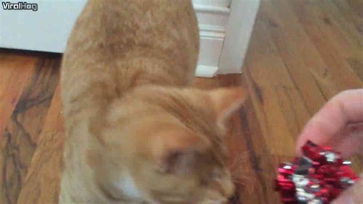 Blind cat expertly plays fetch