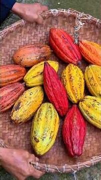 From Cocoa Bean to Chocolate Bar 🍫 Amazing Traditional Processing & Handmade Factory Journey
