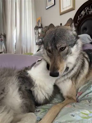 How dogs and wolves show love: by nibbling each other's faces.