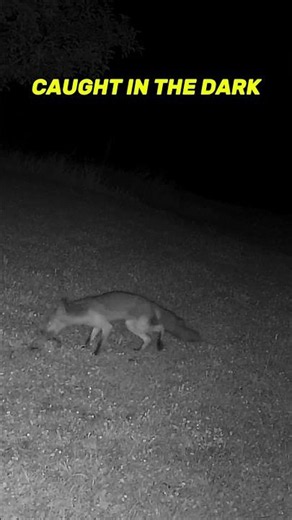 Fox on the Hunt! Grabs the Meat and Vanishes into the Night