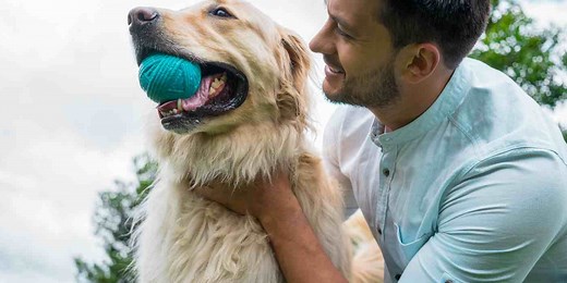 Dogs For Adoption | Find Your Perfect Dog - Pet Rehoming Network
