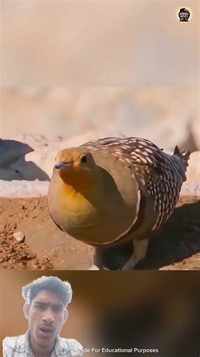 #animals #facts #kingtroll #tigerspotted New video