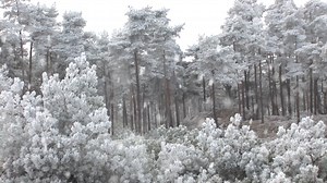 Watch Winter - Snowfall - Winter Scenery of Mountains and Forest with Falling Snow with Relaxing Natural Sounds Online | Vimeo On Demand