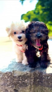 Introducing Puka 🤍 Koko 🖤 Meanings ⬇️⬇️⬇️ Puka Pookie Poo 🤍🐶🐚💕 “Puka” means hole in Hawaiian (think like a puka shell necklace where you have holes in the shells to string them on), so since our sweet little miracle survived her traumatic poo hole incident, the kids thought this was the perfect moniker for our sweet lil Pookie girl. 🐚🌺💕🐾 Also a lot of people have been asking: Her breed is a Maltese/bichon (just like Colie 🐶😇✨💕) and she’ll grow to be around 10 lbs. Koko Nut 🖤🐶💕🥥 