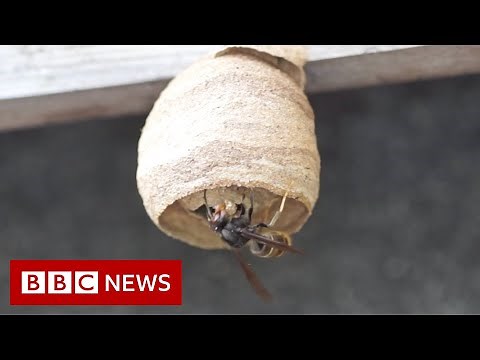 Have you seen this hornet? - BBC News