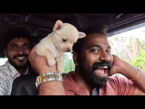 പ്രവീൺ മച്ചാന് പുതിയ പട്ടികുട്ടിയെ വാങ്ങിച്ചു | New Puppy Purchased For Praveen Machaan | M4 Tech |