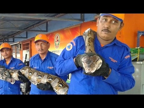 World's longest snake found?