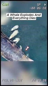 I Witnessed a Whale EXPLODE & What Happens Next is Shocking #animals #wildlifeentertainment #whales