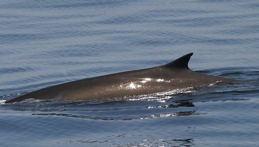 Fin whale - Whale & Dolphin Conservation USA