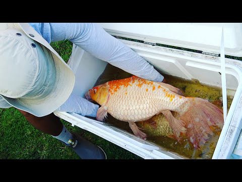 Massive Koi Fishing Adventure with Catch Em All​
