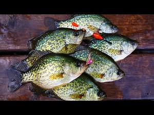 BLACK CRAPPIE CATCH AND COOK (SCHOOLING FISH!)