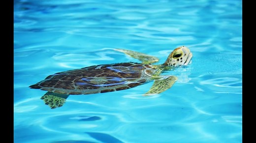 The Florida Keys: The Sea Turtle Hospital on Marathon | VISIT FLORIDA