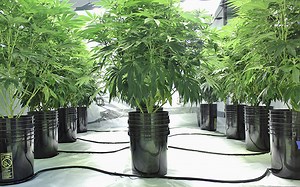 How To Grow Weed Hydroponically For Beginners: A Step-By-Step Guide