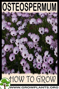 Osteospermum - How to grow & care