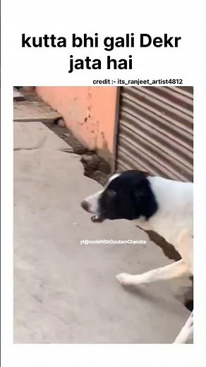 kutta bhi gali Dekr jata hai #memes
