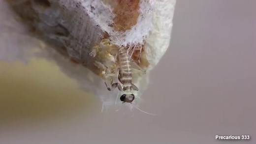 General description of a praying mantis | Keeping Insects