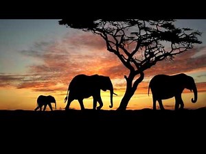 Traditional African Music Compilation: African Tribal Music & African Melodies ✫2