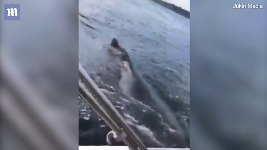 Woman on boat screams when whale leaps out of water in Washington