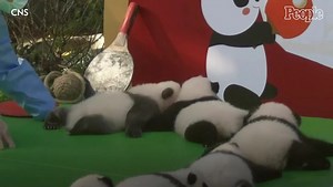 13 Precious Panda Cubs Make Their Public Debut at China's Chengdu Research Base