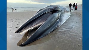 Dead male whale that washed up along north Oregon coast believed to have been ill