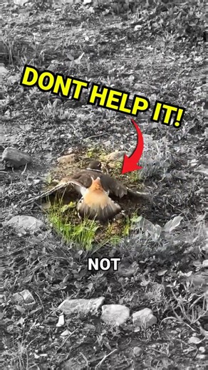 Why You Shouldn't Try To Help This Bird