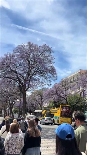 Those gorgeous trees are called Jacarandás (Jacaranda mimosifolia), and catching them in full bloom