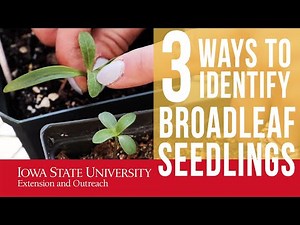 WEED ID: How to Identify Broadleaf Seedlings