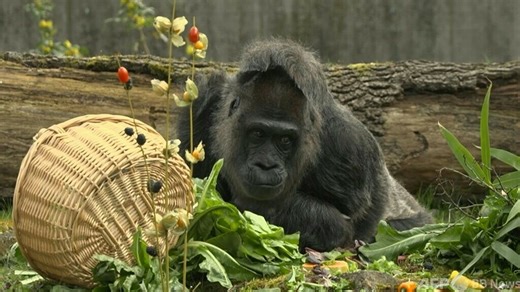 動画：世界最高齢のゴリラ、66歳に 独ベルリン動物園