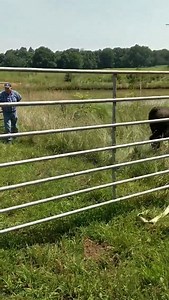 A portable loading ramp is a game changer when loading cattle in or out of the trailer. Get yours today: https://arrowquip.com/cattle-equipment/cattle-loading-chutes/loading-chutes/ 📸: Joe Underwood #portablecattleequipment #loadingramp #cattleequipment #cows #arrowquip #eatbeef #saferanching #cattleranch #ranchlife #beef | Arrowquip