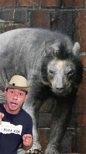 Polar Bears: Black Skin and Fascinating Facts