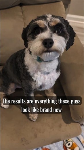 Cavapoo Puppy Haircut Glow Up Makeover