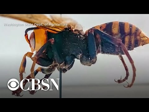 "Murder hornets" arrive in U.S., posing risk to honeybees and even humans