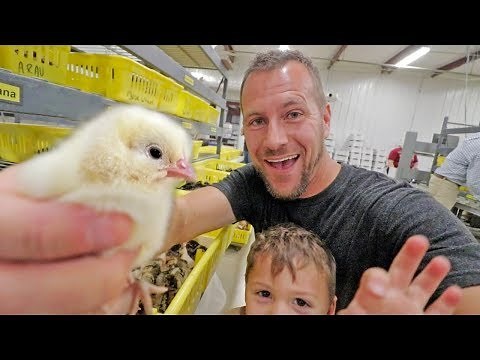 The Ultimate Hatchery Tour of McMurray Hatchery