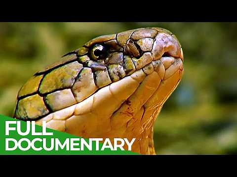 Wild Indonesia | Episode 1: Islands of Monsters | Free Documentary