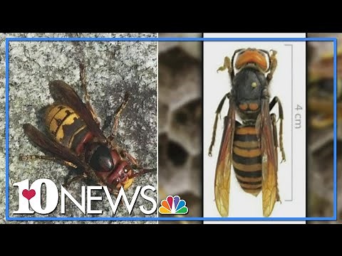 European hornet vs. Murder hornet: What's the difference?