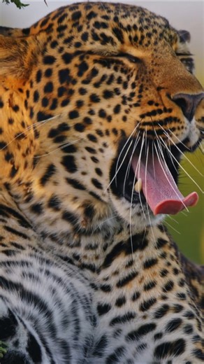 Leopards: Close-up footage of the big cat predators