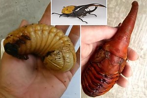 Watch a hideous beetle that looks like a 'facehugger alien' emerging from its cocoon