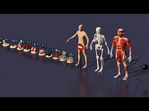 3D HUMAN Size Comparison | 3D Animation Comparison