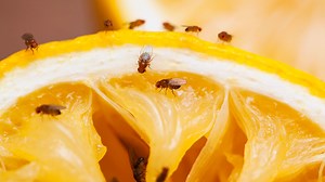 Scientists slow ageing, extend lifespan of fruit flies