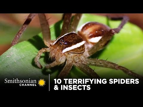 10 Terrifying Spiders & Insects 🕷 Smithsonian Channel