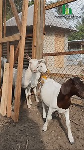Your Goats deserve the best nutrition!! Try the pellet machine #FarmingInAfrica #SemanhyiaFarms #LivestockManagement #livestockfarming #GoatFarming #pelletmachine #livestockfeed | Farming In Africa