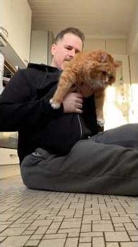 Alien: The cat edition 👀🐈😹 #shorts