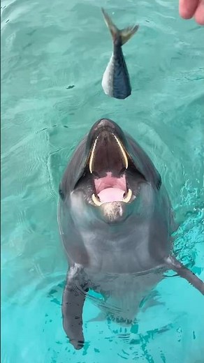 Feeding fish to bottlenose dolphin Kanoa at Muroto Dolphin Center